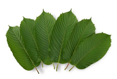 Buying Kratom: Understanding Different Strains