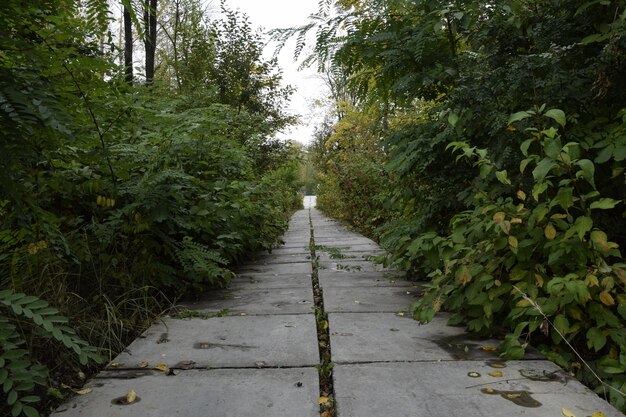 Cemented Platforms Around Tree Trunks