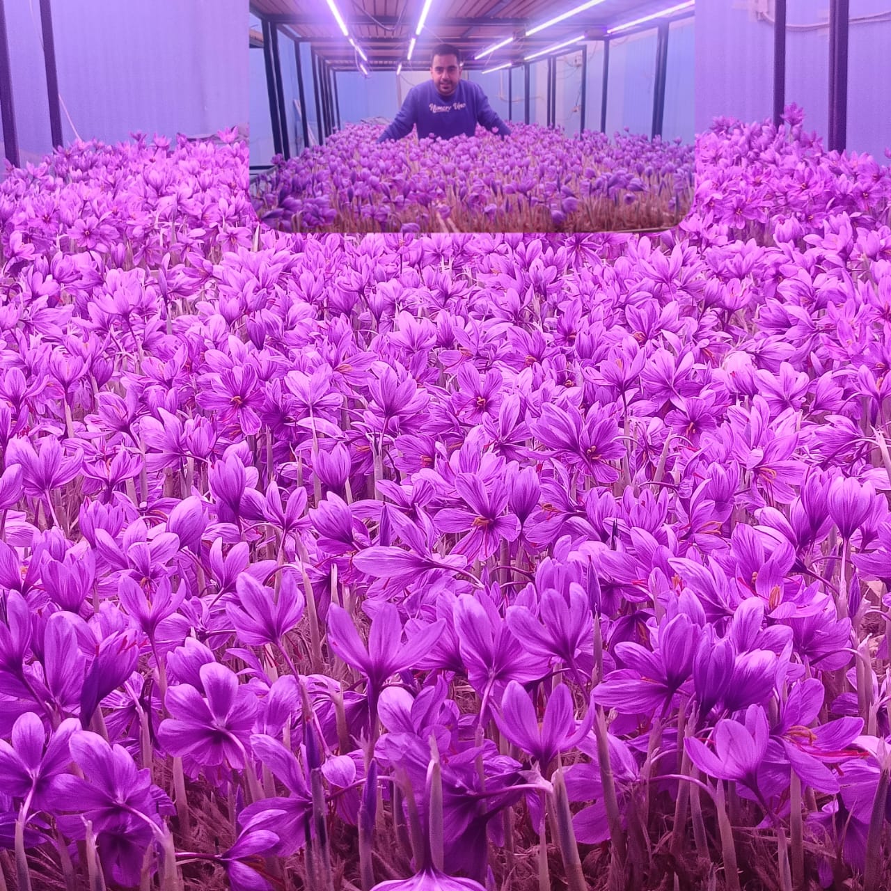 Saffron and the red dream