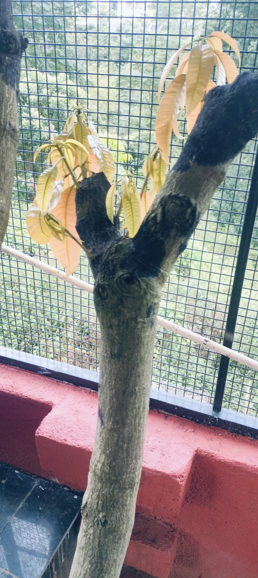 Miracle of banana enzyme