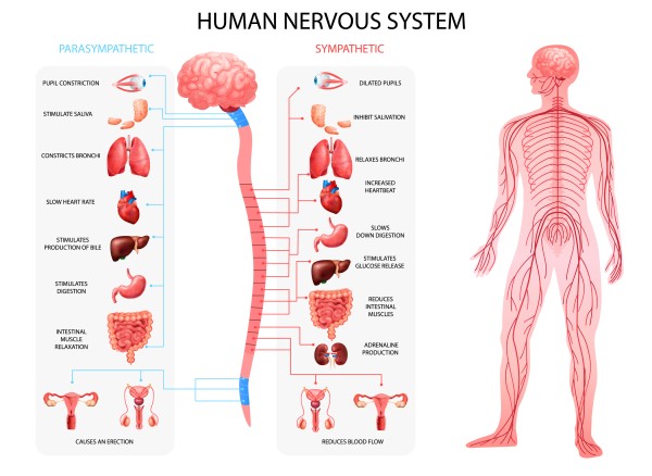 Stimulate the vagus nerve